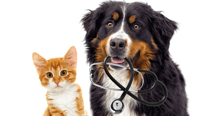 Internal Pet Medicine Douglassville