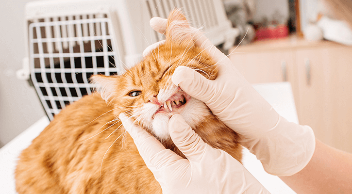 Pet Dental Cleaning Douglassville Pet Dental Polishing Douglassville