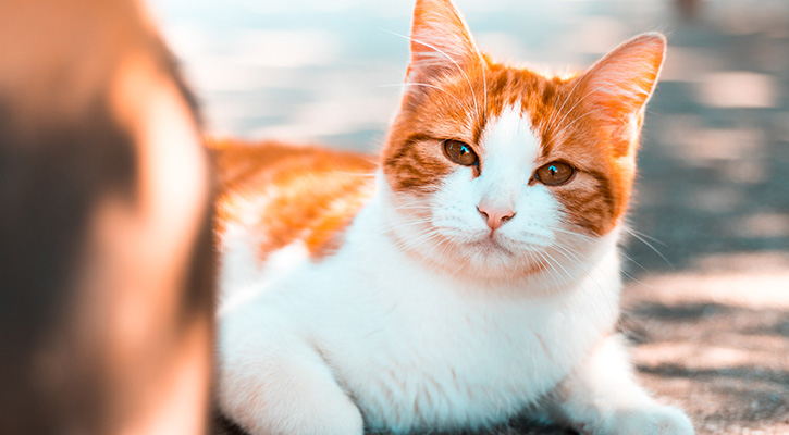 Pet wellness exam Douglassville annual pet health exam douglassville