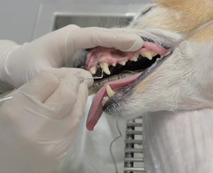 dental