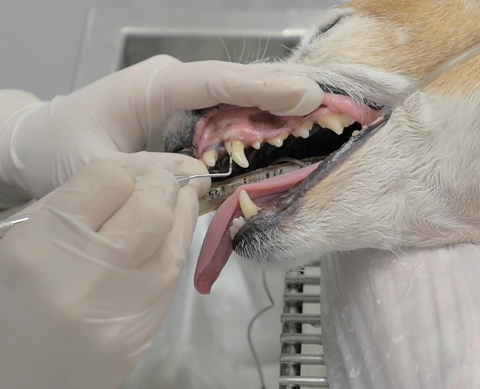 dental