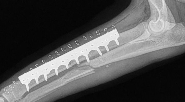 Orthopedic Pet Surgery Pet X-Ray