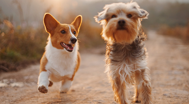 run run