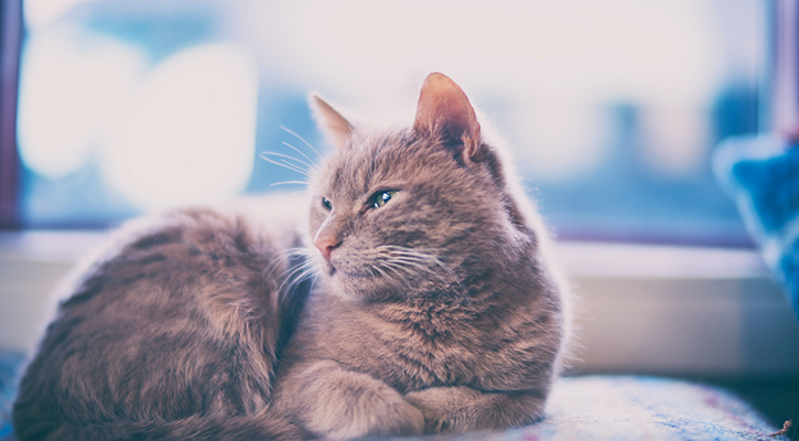 Pet Euthanasia Douglassville Senior Cat