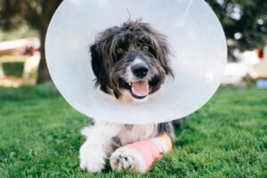 Happier Image of dog with cone