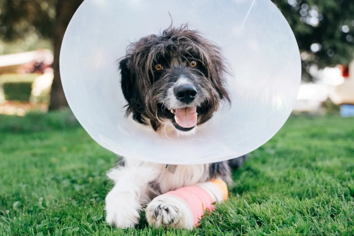 Happier Image with cone Happier Image of dog with cone