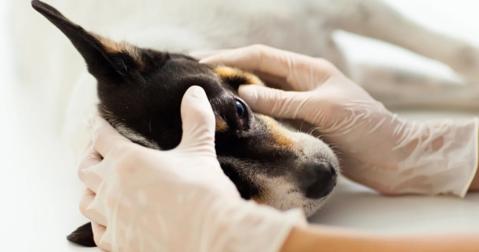dog_tonometry_exam dog_tonometry_exam